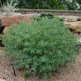 Dwarf Wild Blue Indigo